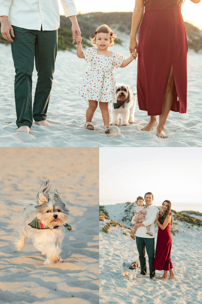 A family photo session on the beach with a toddler and a puppy
