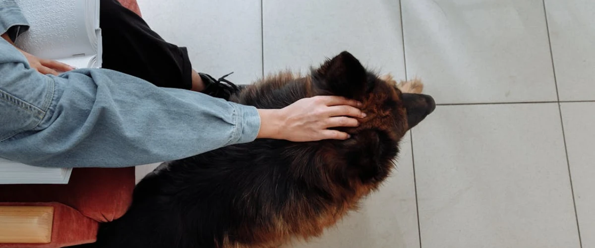 Emotional Support Animals vs. Service Animals