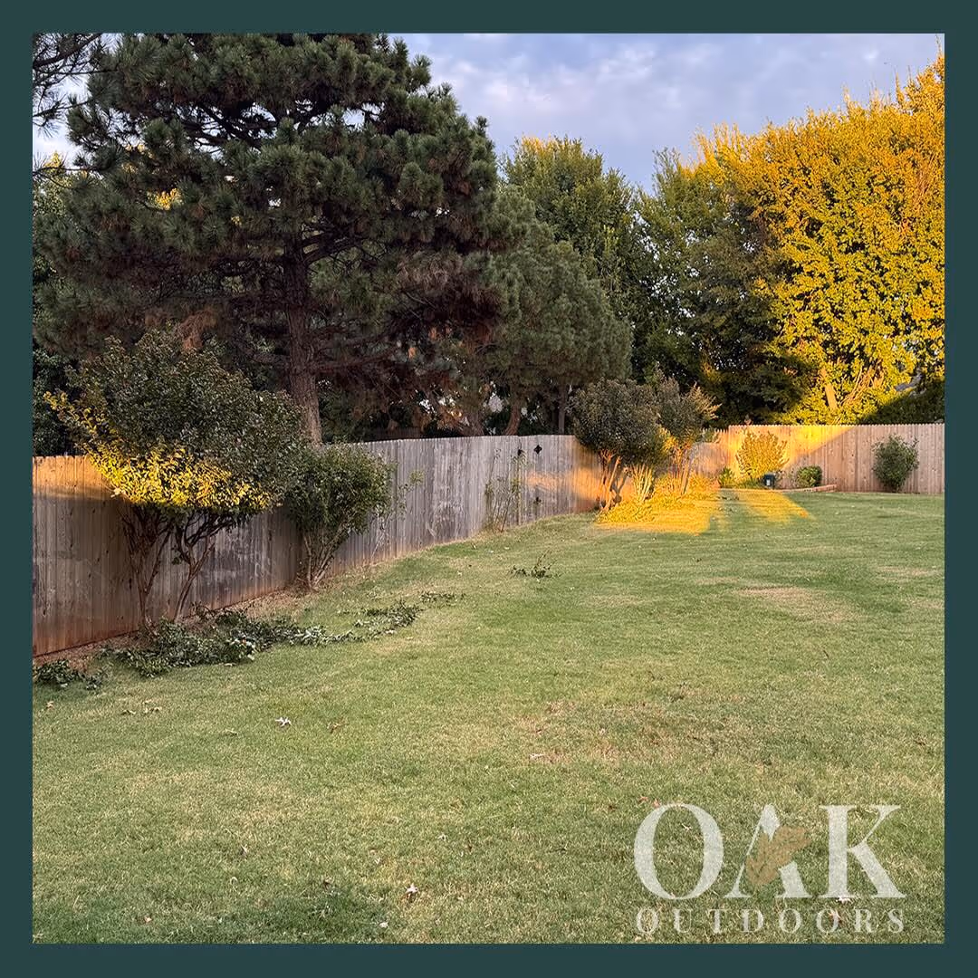 Sunlit backyard with green grass, wooden fence, and various trees and shrubs along the fence line.