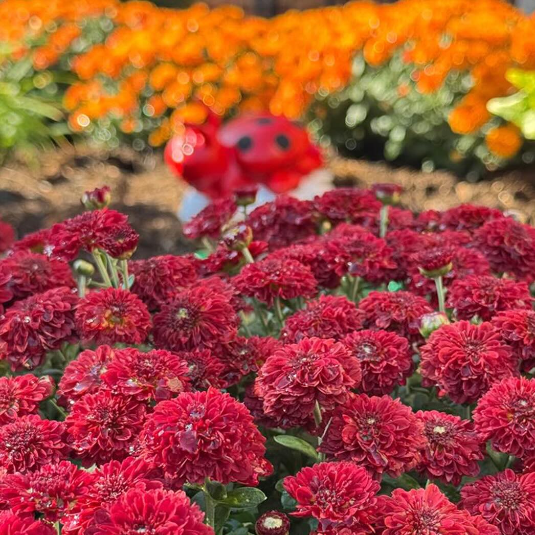 Close-up of vibrant red flowers with orange flowers and a blurred ladybug garden ornament in the background.