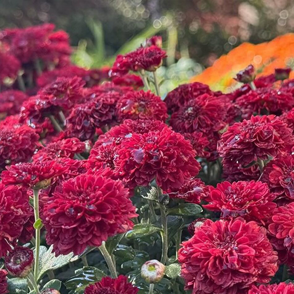 A yellow house's front lawn with sun setting in background