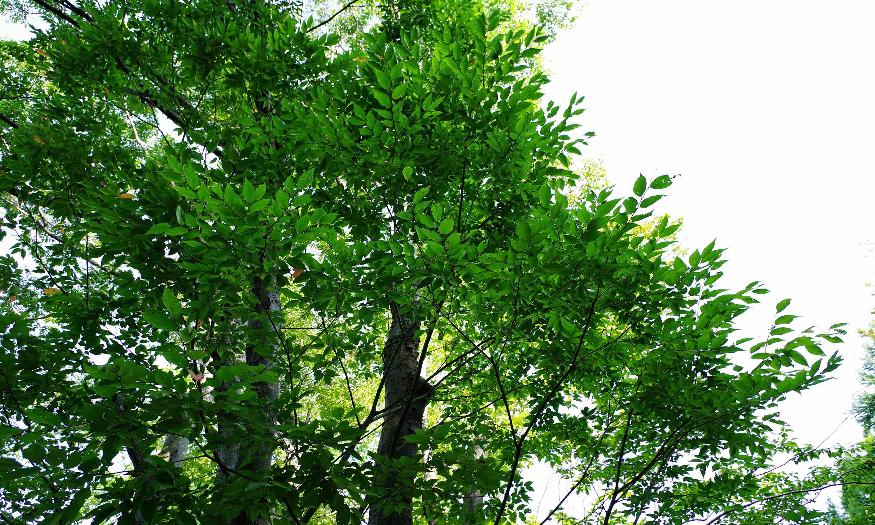 Tree Services
