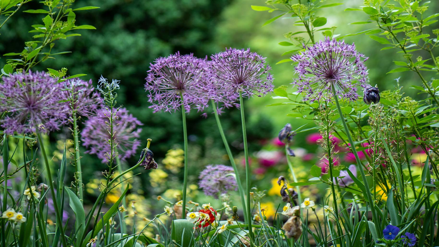 Low-Maintenance Landscaping Ideas Perfect for Busy Homeowners