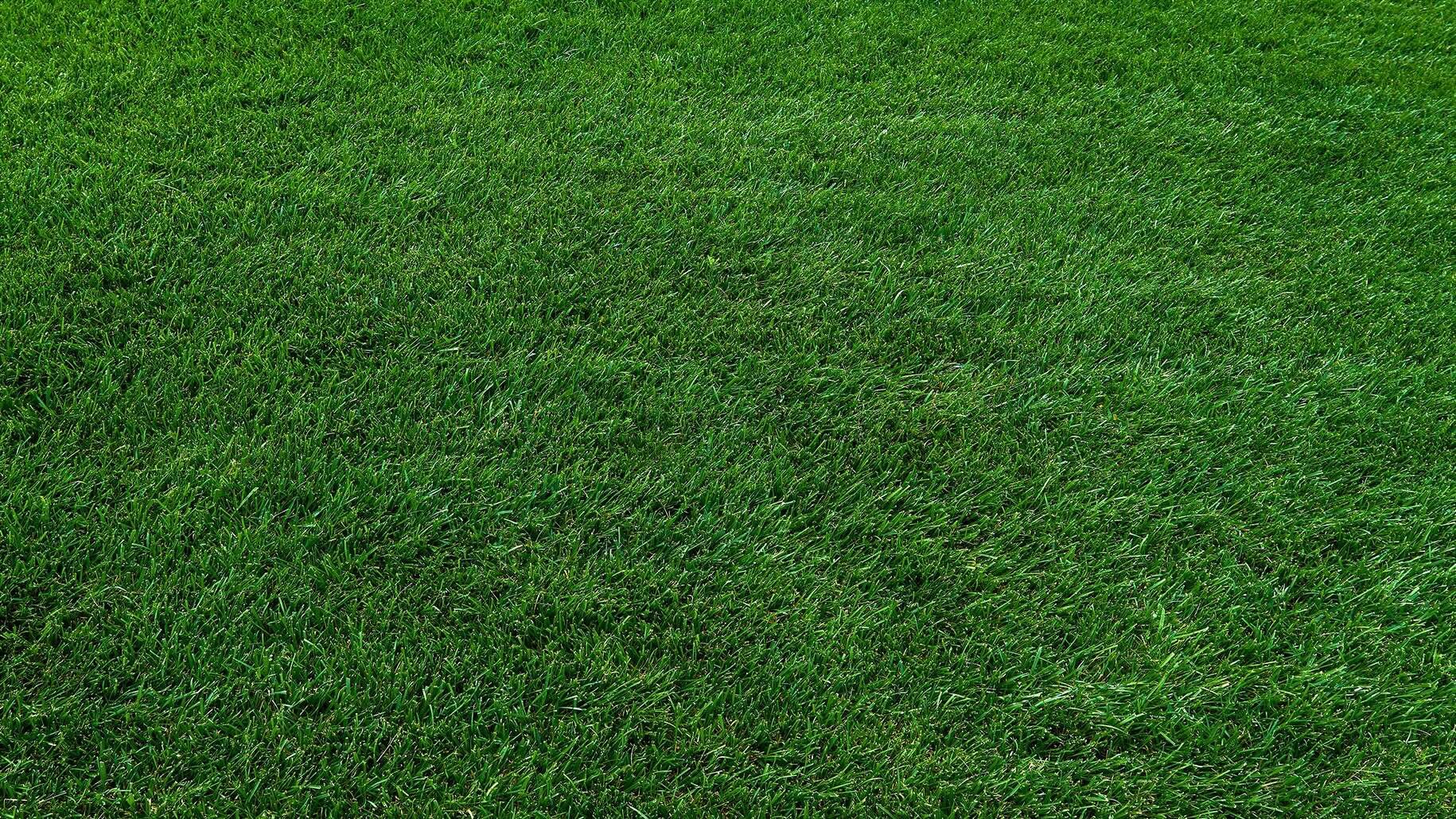 How to Overseed Your Lawn Successfully (and Why TTTF is the Best Choice)