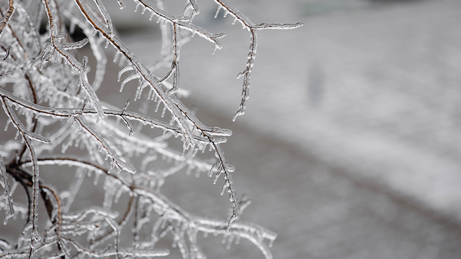 Winter Weather Protection for Oklahoma Landscapes