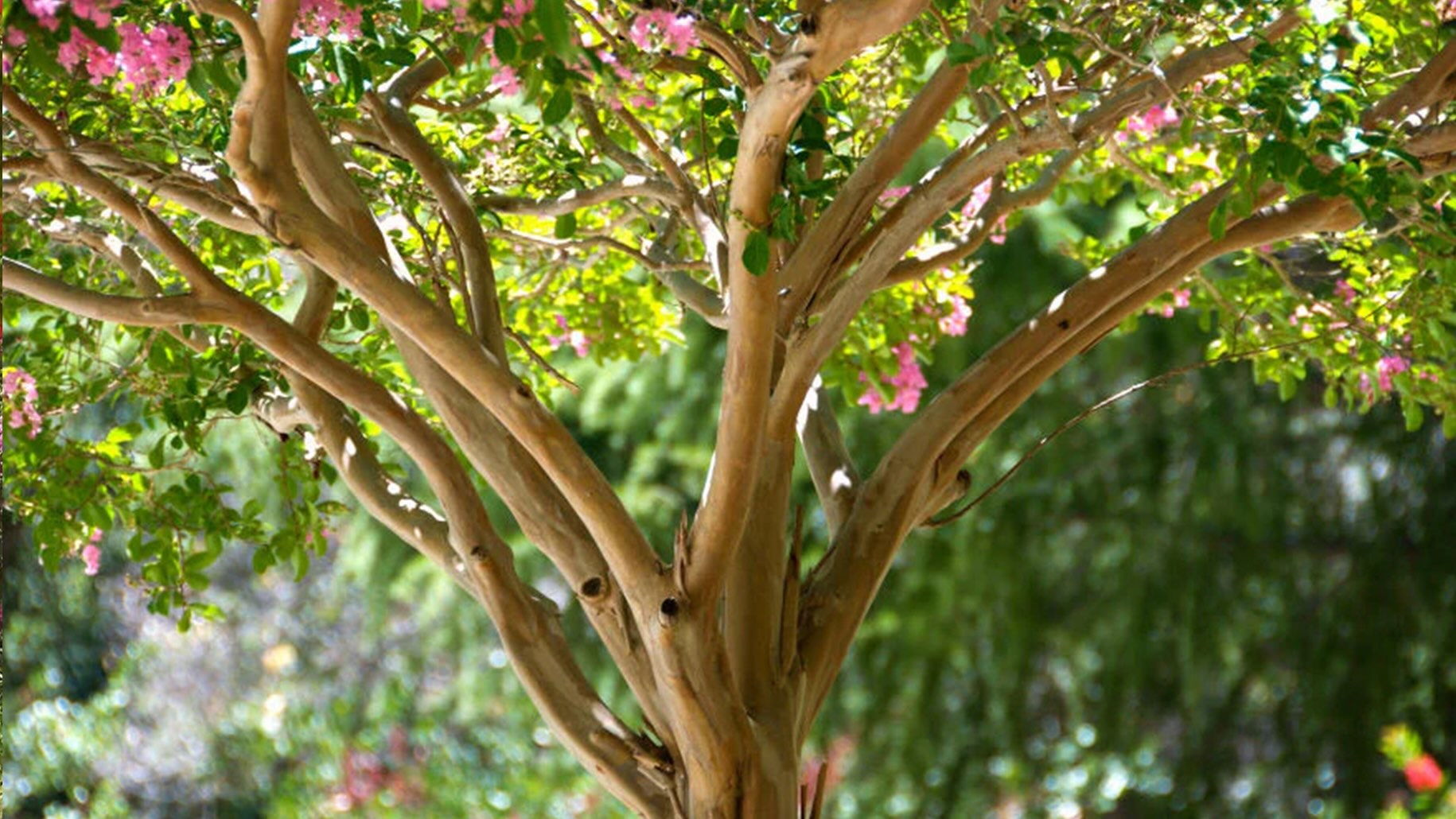 How to Prune Crape Myrtles the Right Way in Oklahoma
