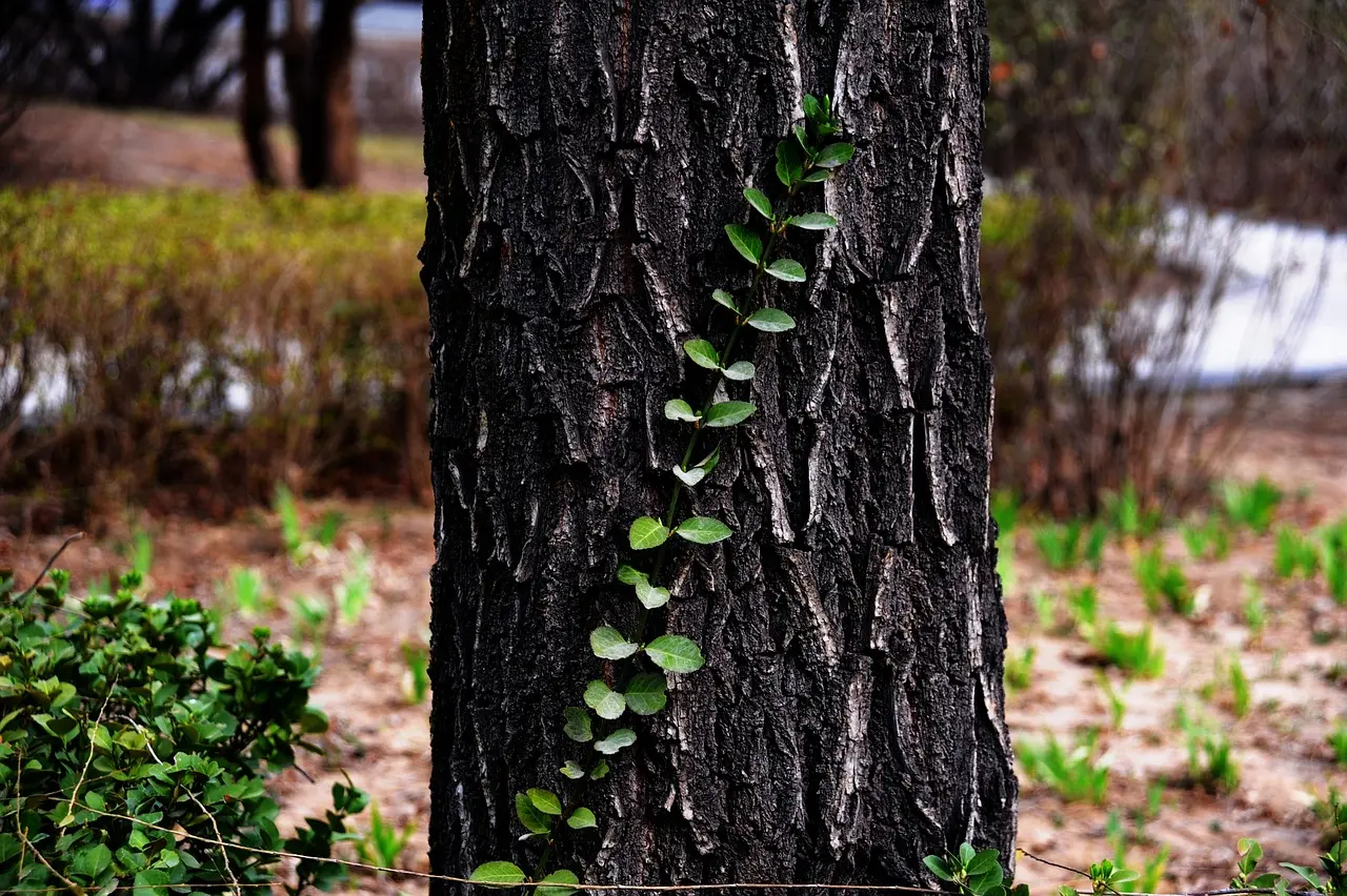 Poème  du mois: CONFIANCE