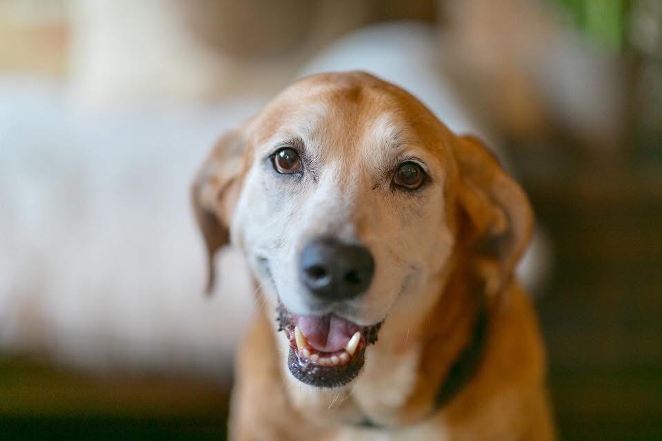 A design detail shot of wicker porch furniture with coastal throw pillows and a tray of sun-bleached seashells