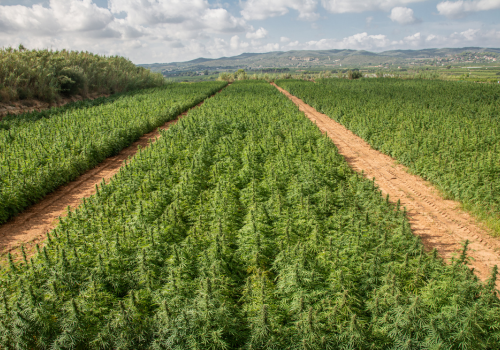 What Is Grit Cannabis and How to Identify Contaminated Cannabis