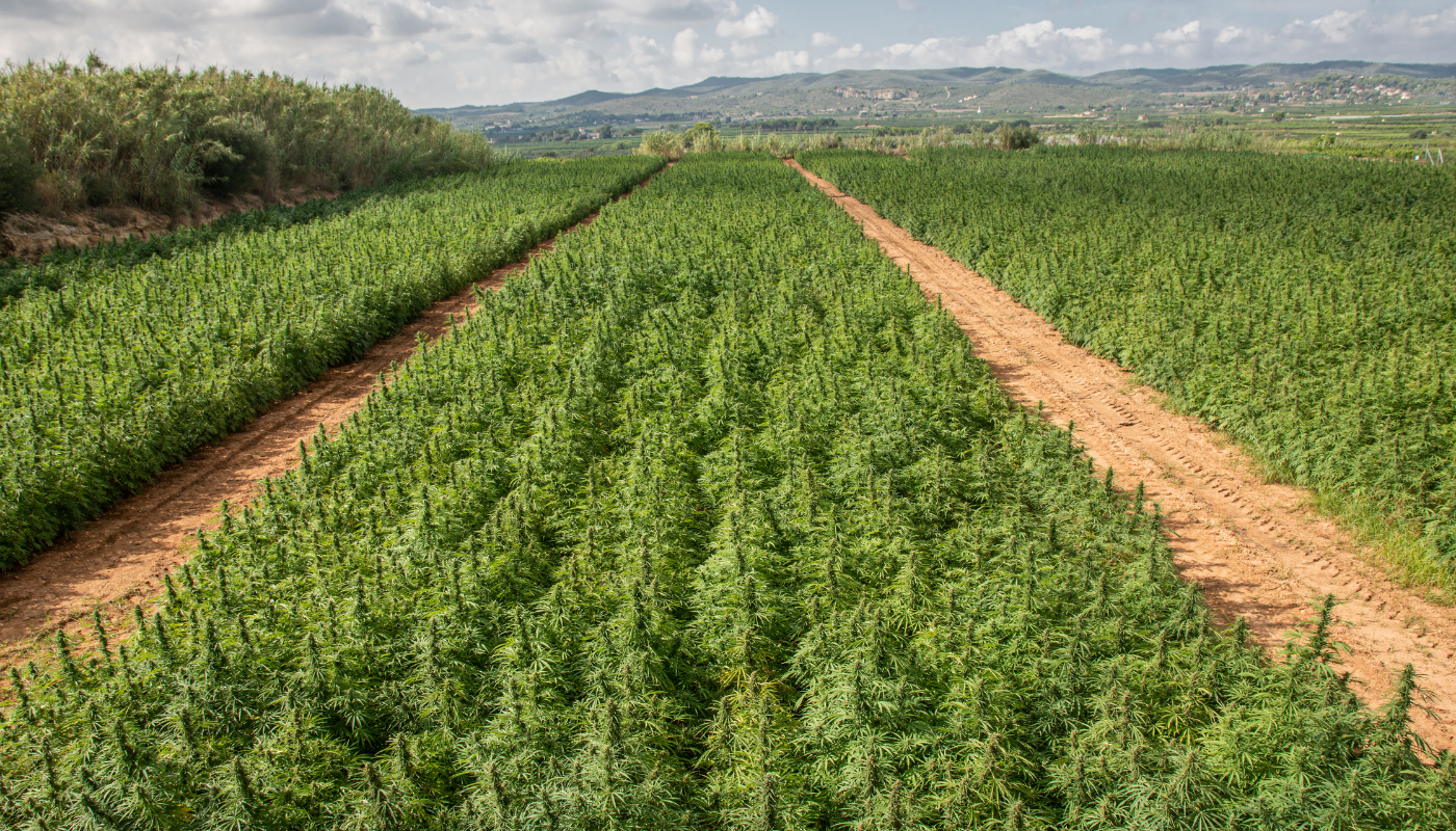 What Is Grit Cannabis and How to Identify Contaminated Cannabis