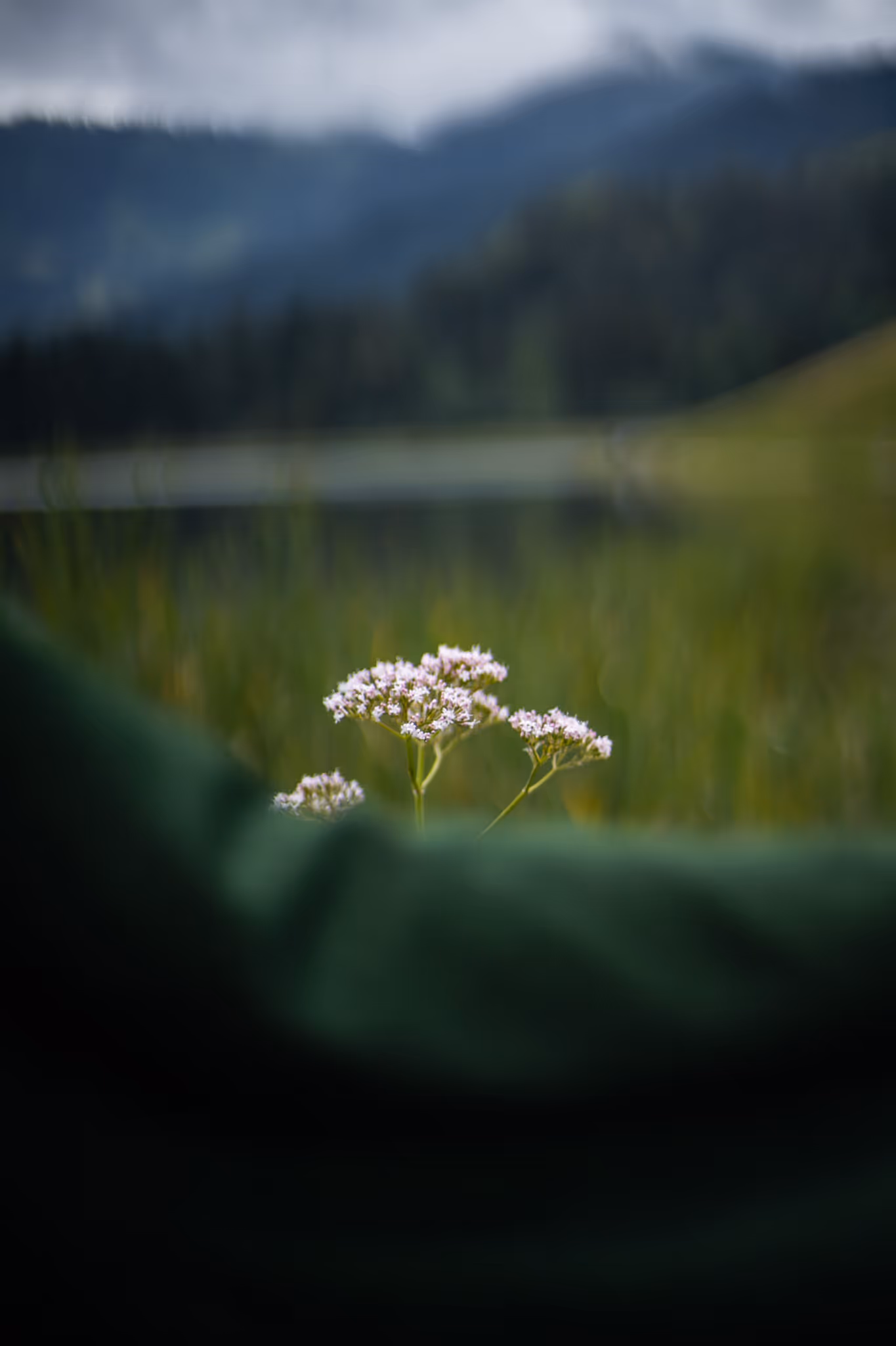 Makro Alpenwiese mit Blüte im Vordergrund – Moodshot Marici Lookbook