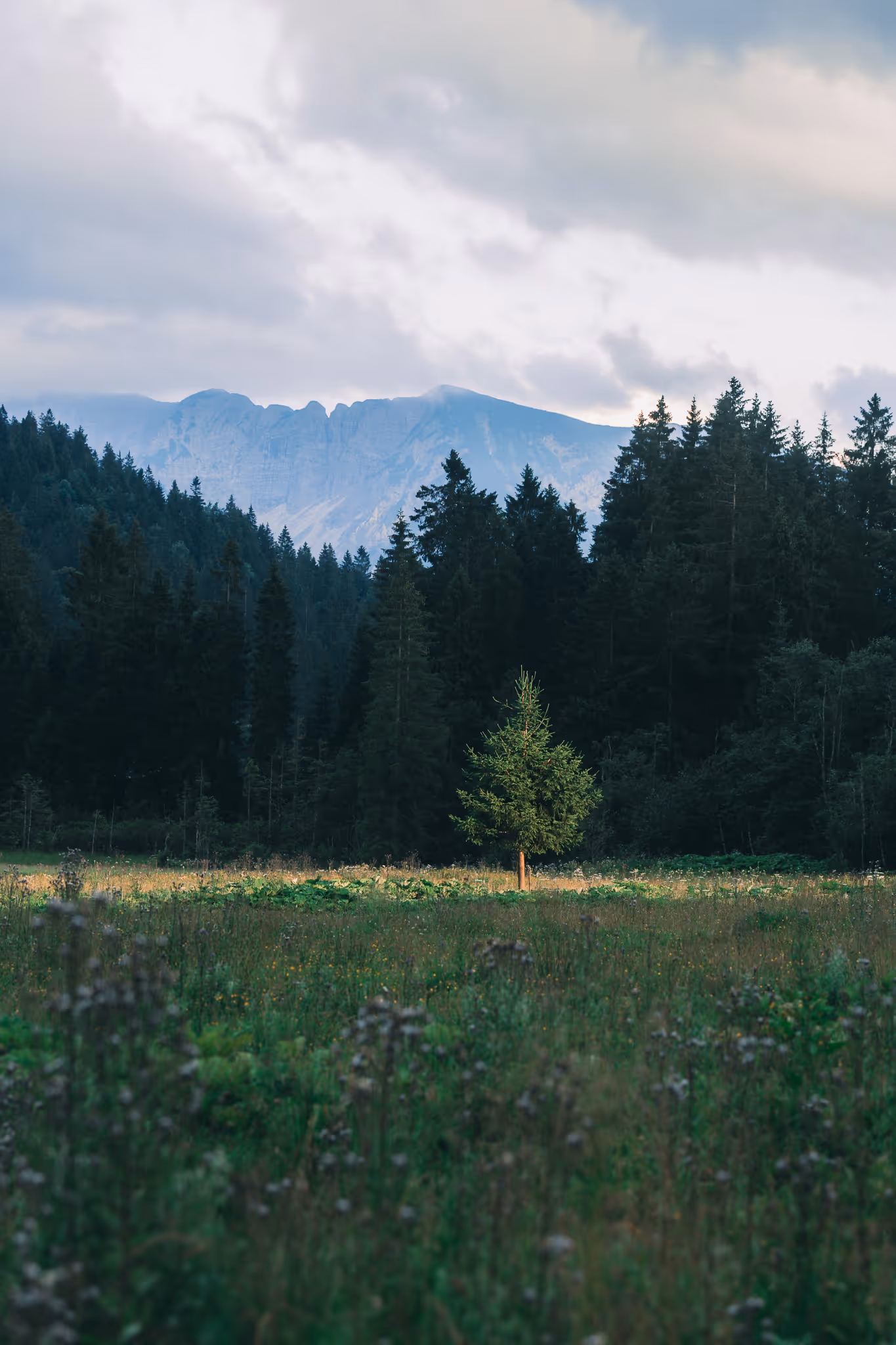 Bergpanorama mit Tannenwald – Location Visual Marici Kollektion