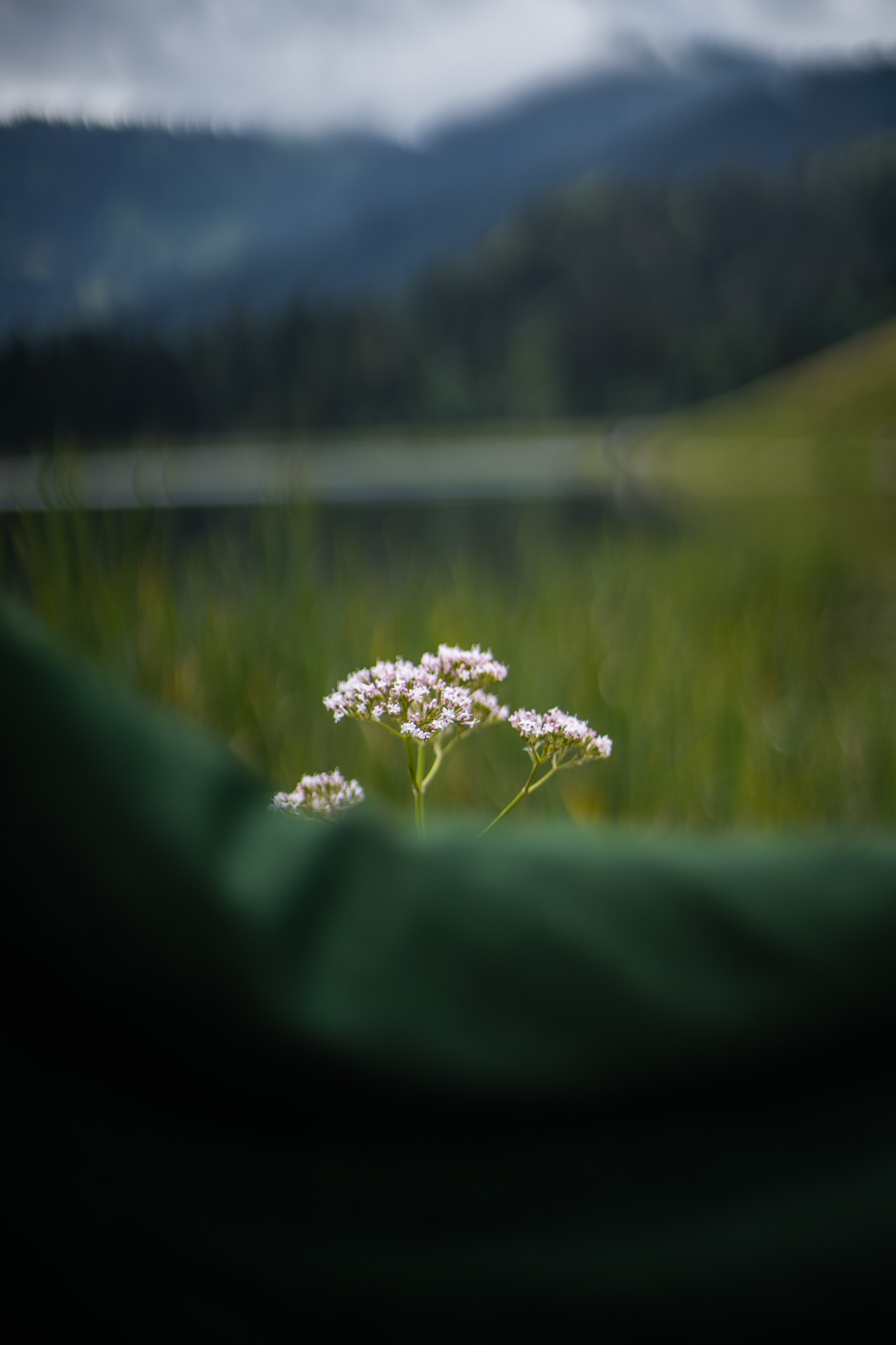 Makro Alpenwiese mit Blüte im Vordergrund, Moodshot Marici Lookbook