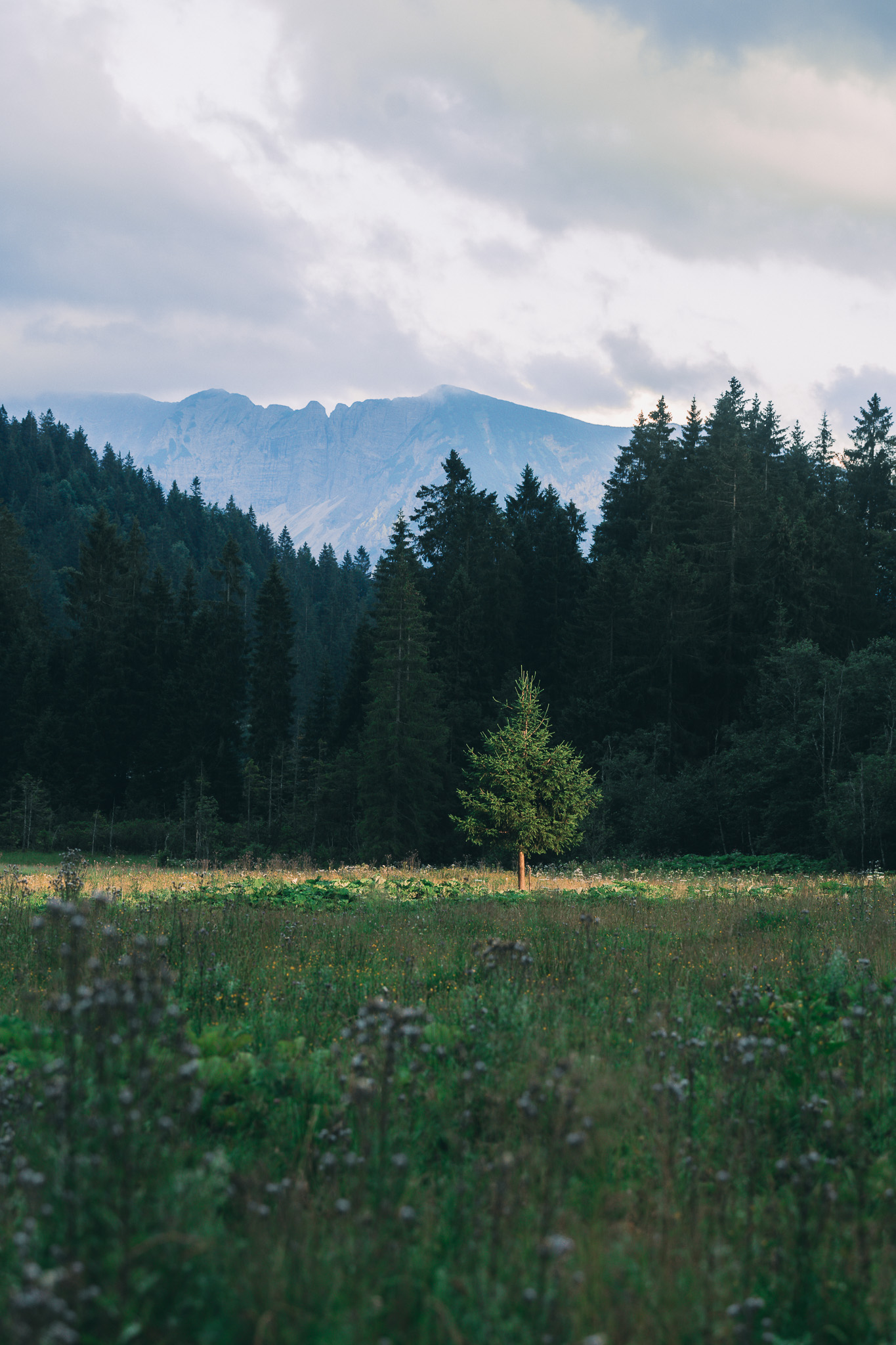 Bergpanorama mit Tannenwald, Location Visual Marici Kollektion