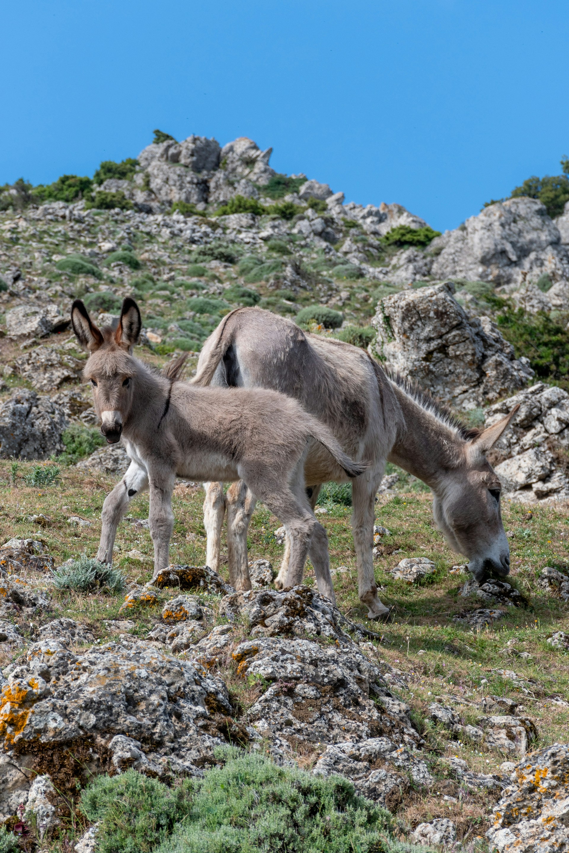 Si pacas a un'azienda agricola ti dana su passaportu de bidda