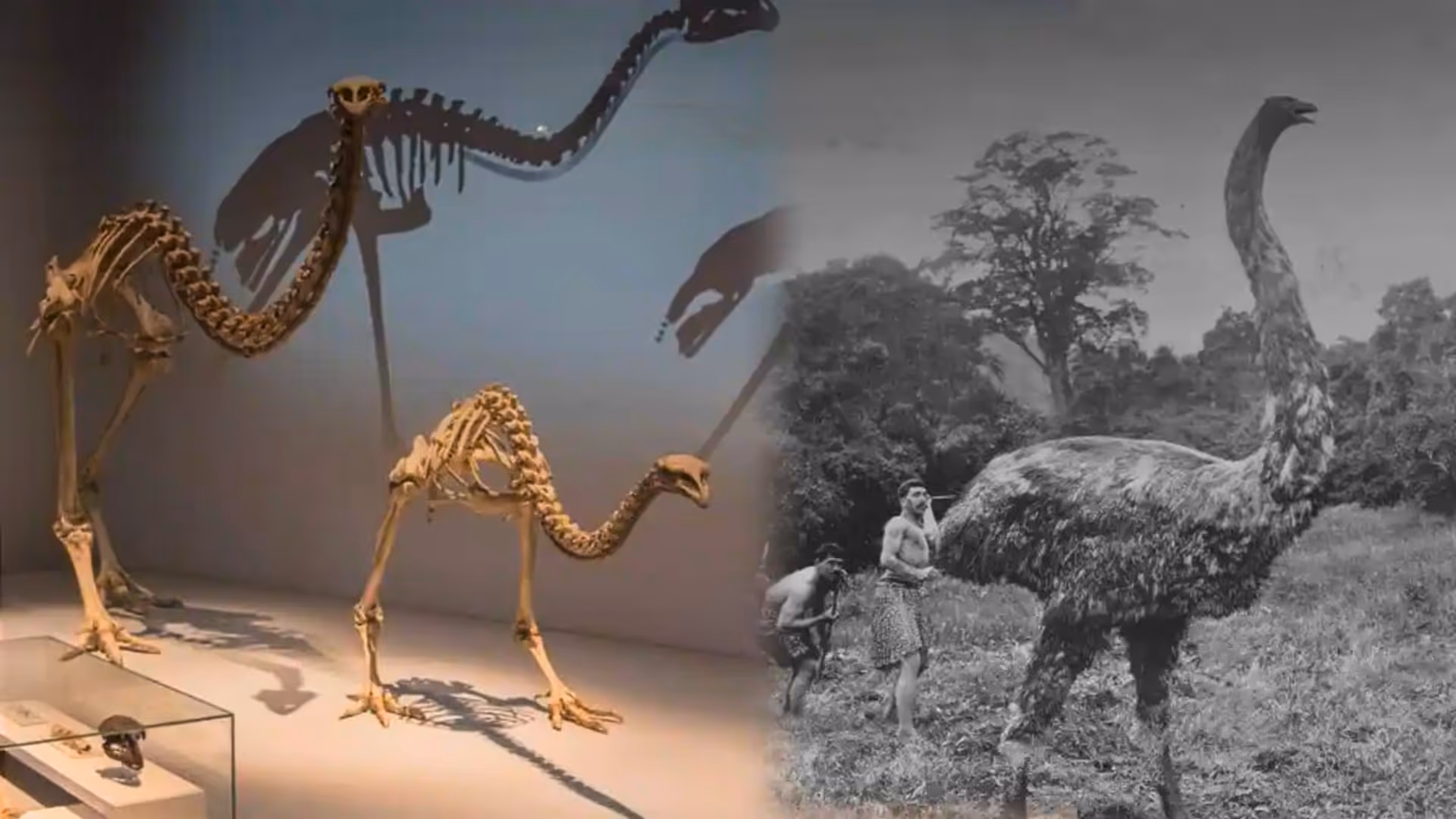 Peter Jackson apuesta por revivir al moa gigante extinto