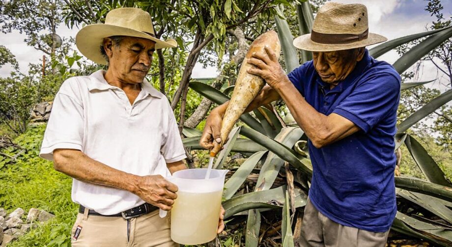 Pulque y aguamiel, a un paso de obtener la primera indicación geográfica de Hidalgo