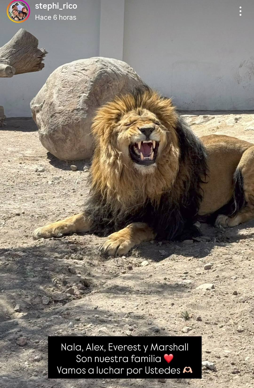 Puede ser una imagen de gran felino y texto que dice "stephi_rico Hace Hace6horas 6 horas paHиR peTb KpeЛA Nala, Alex, Everest y Marshall Son nuestra familia Vamos a luchar or Ustedes"