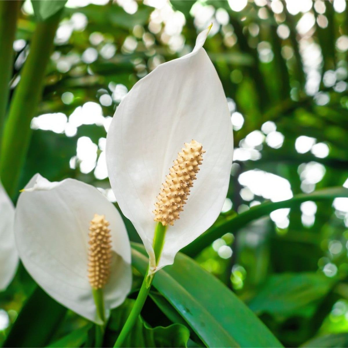 Indoor Peace Lily: Growing A Peace Lily Plant | Gardening Know How