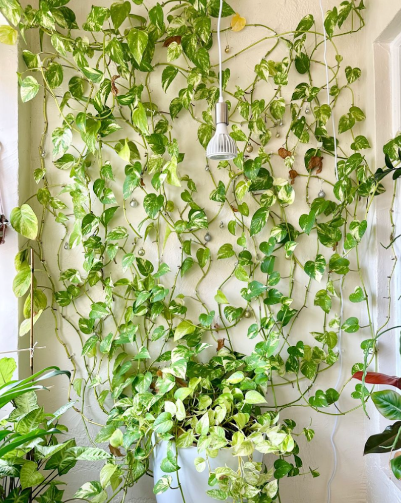 The Ultimate Guide to Pothos: How to Care for This Trailing ...