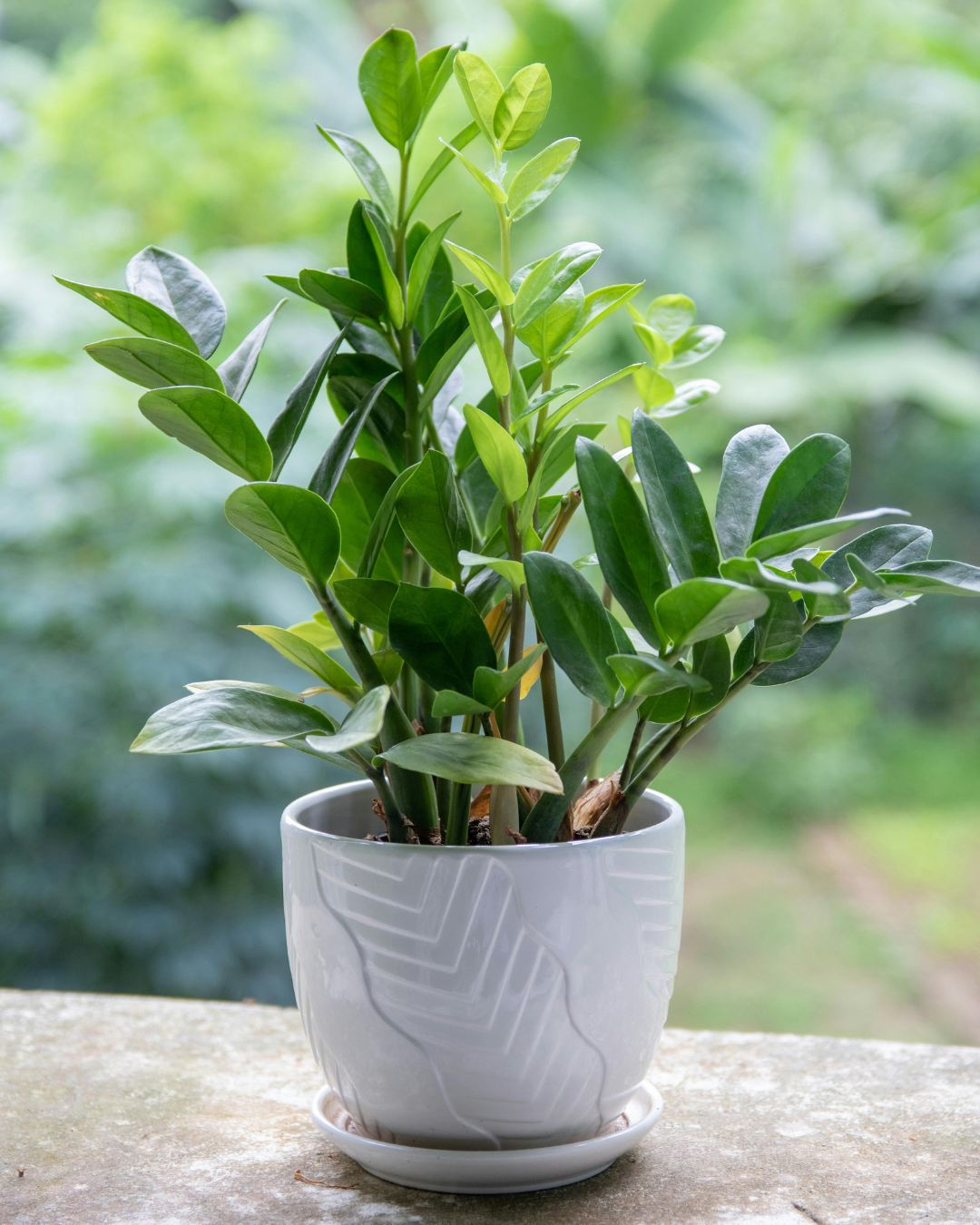 5 Best Indoor Plants for Low Light - Soltech