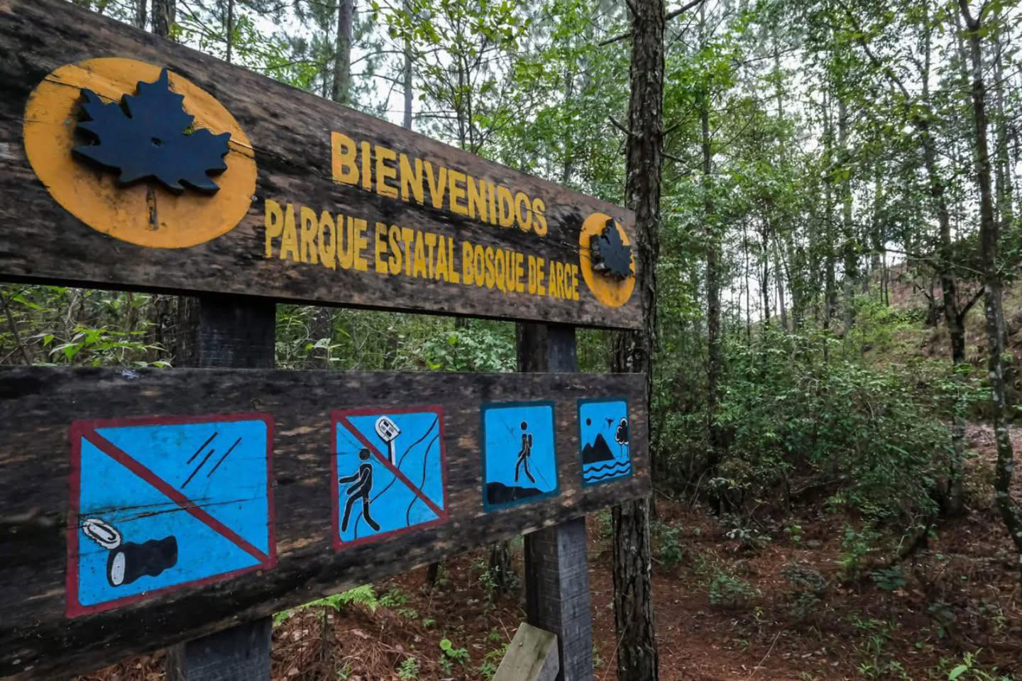 Hay un bosque de maple en México! Te decimos dónde y qué hacer