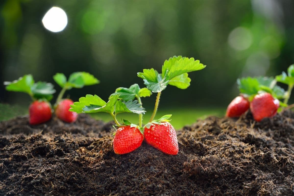 12 Key Software Capabilities to Master Berry Plant Propagation Peaks