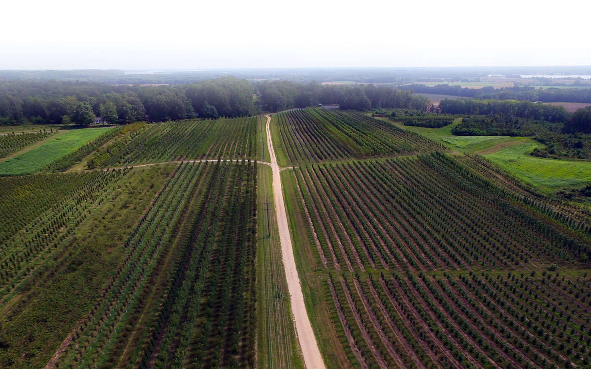 Ingleside Nurseries runs its Tree Nursery on Agriware System