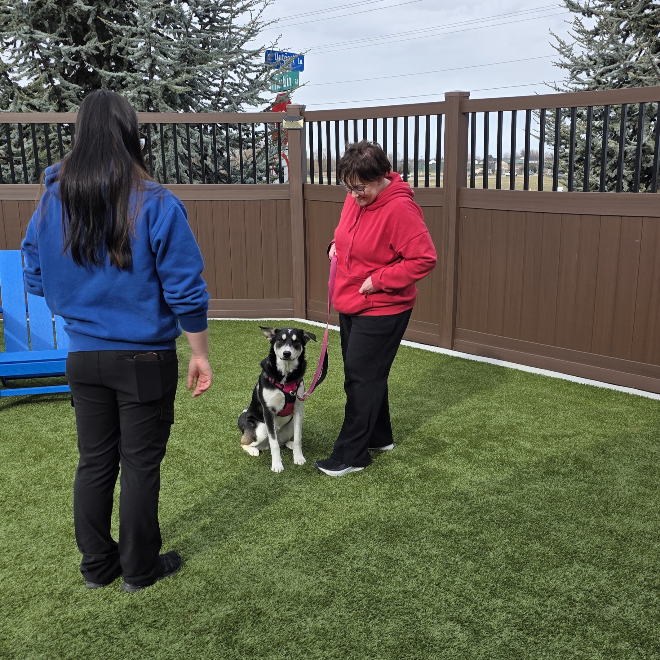 Dog Training in Meridian, Idaho: Why Real-Life Training Works Best