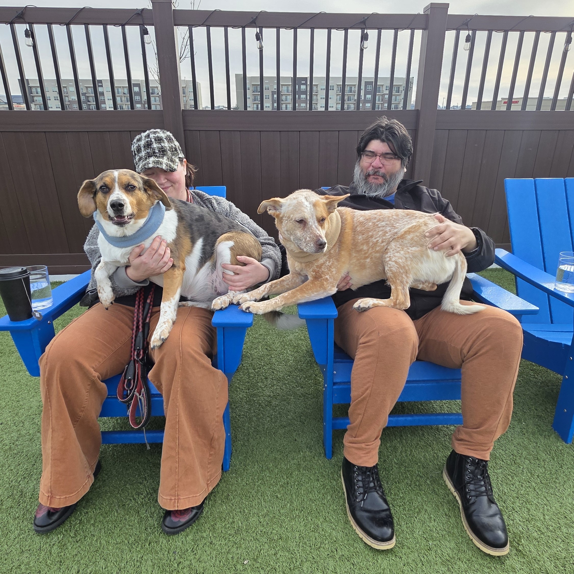 Why a Membership at IPA Dog Bar Is Different from Doggie Daycare