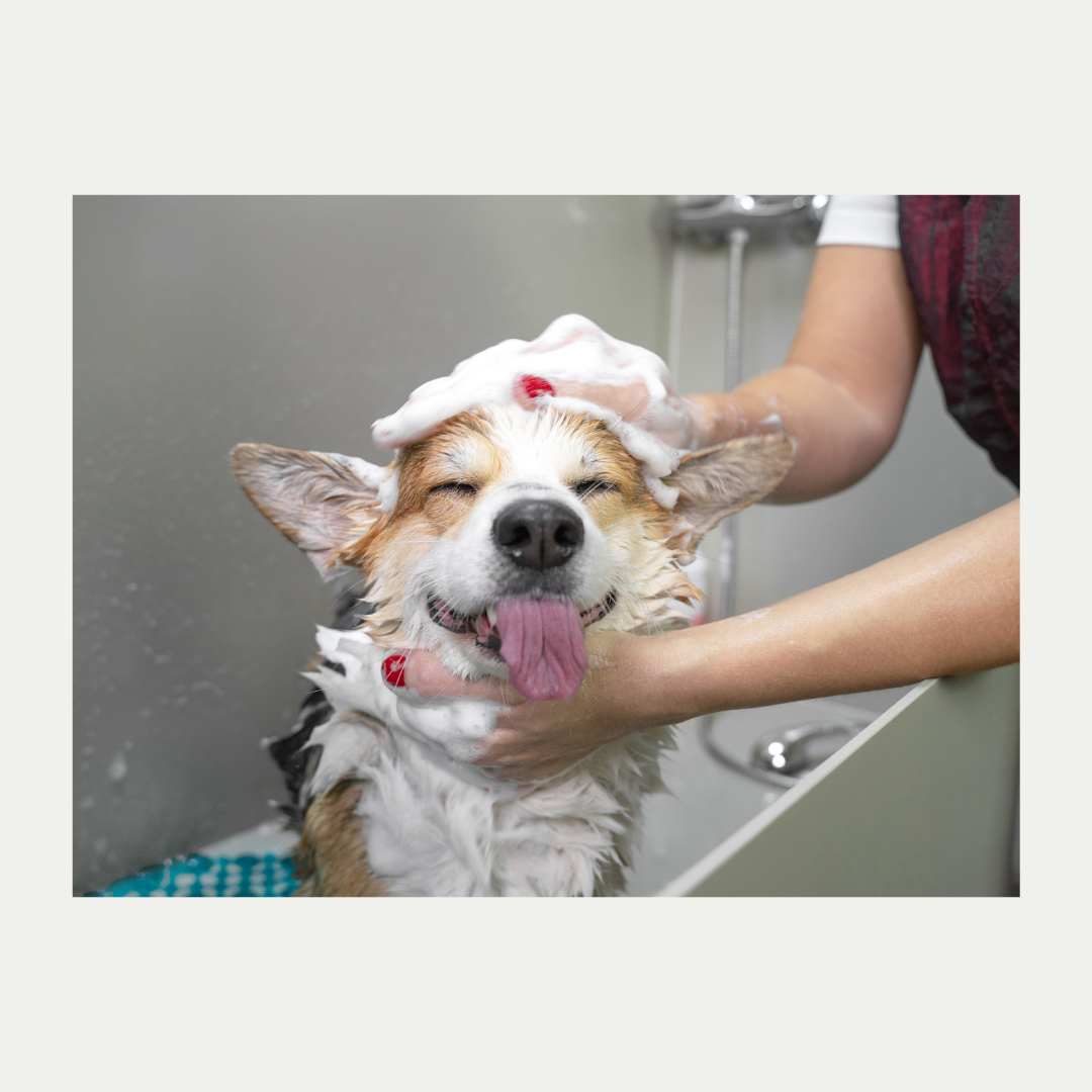 The Benefits of Regular Grooming for Your Dog + Why Our Bubble Room Makes It Easy