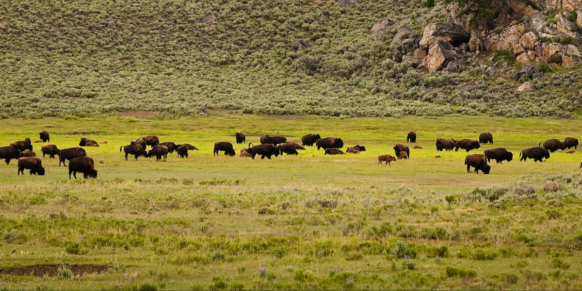 Outway for Wildlife Monitoring Teams