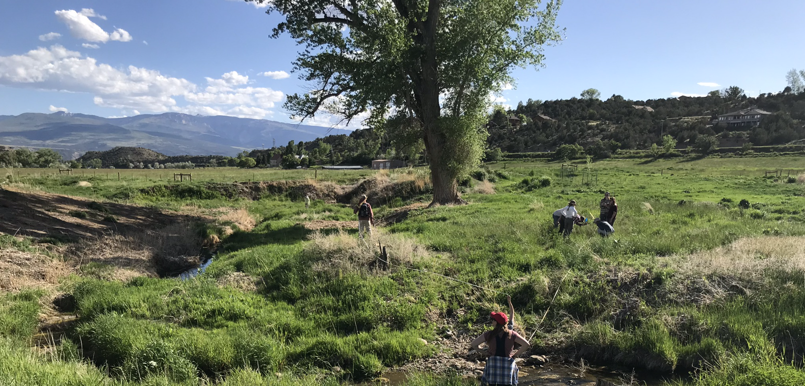 Riparian Renewal on Rifle Creek