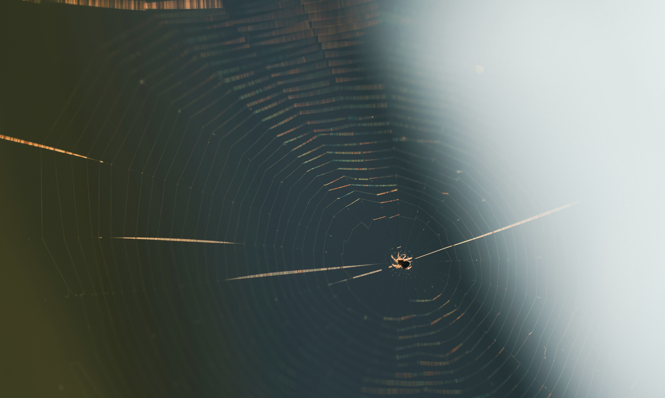 Not So Spooky Season in Land Management: Spider Tech