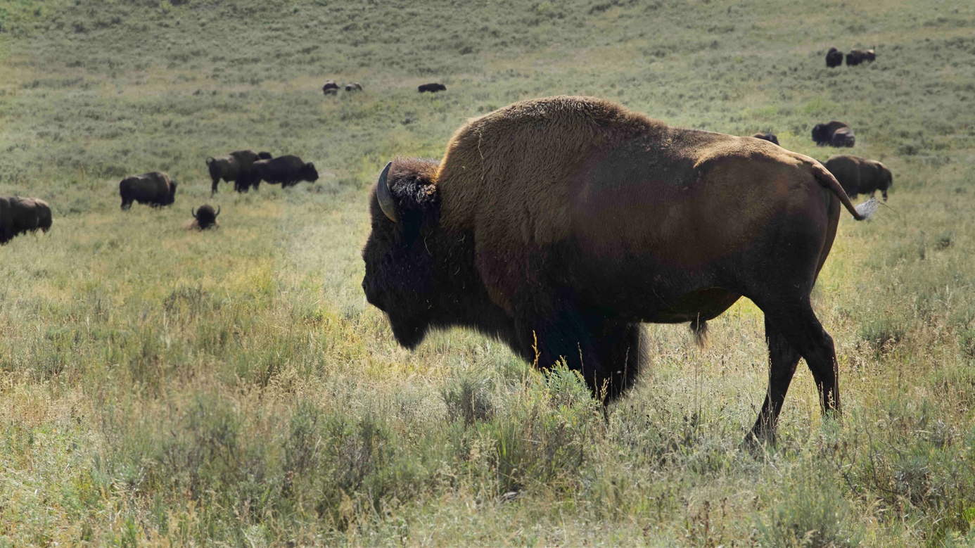Bison dans les plaines du Wyoming