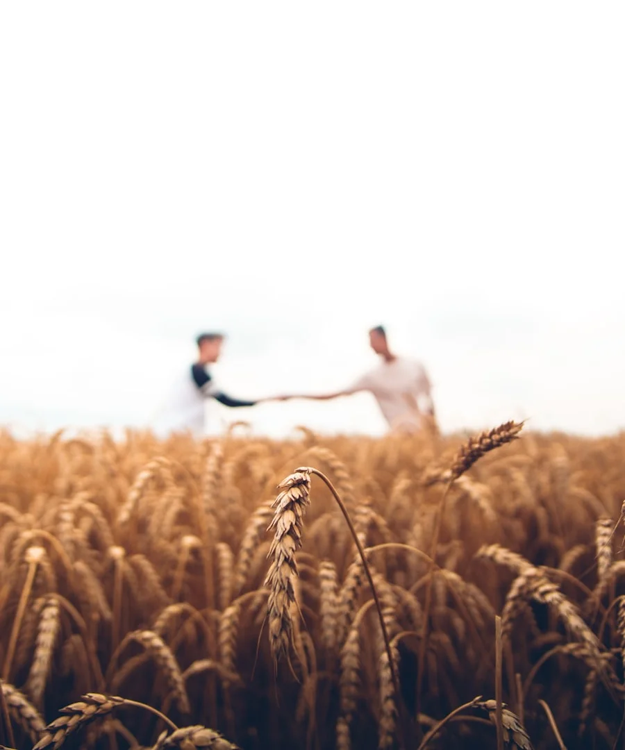 Harvest fields at golden hour in rural England