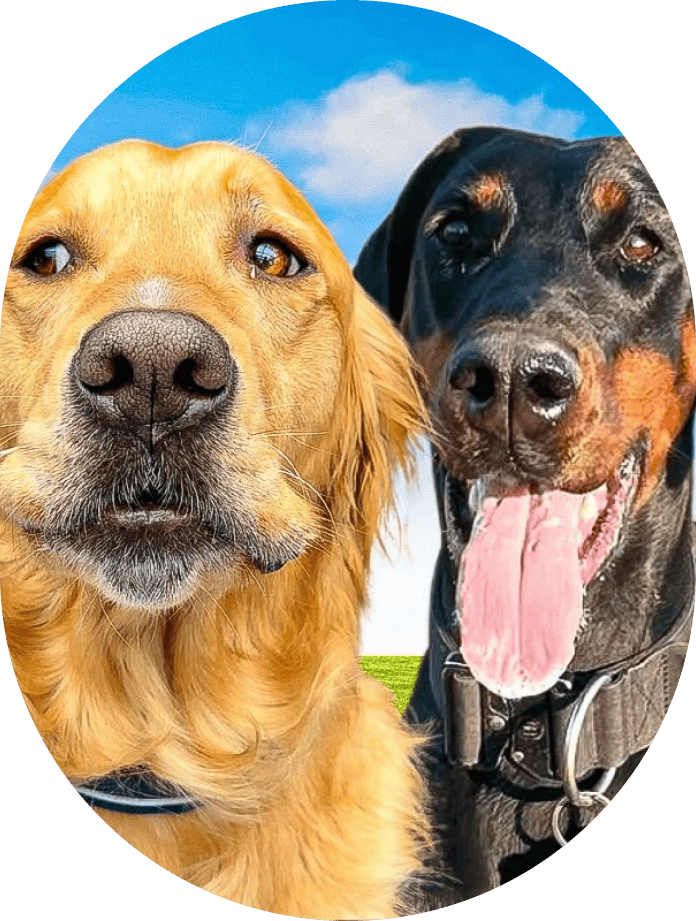 THE GOLDEN KOBE FAMILY