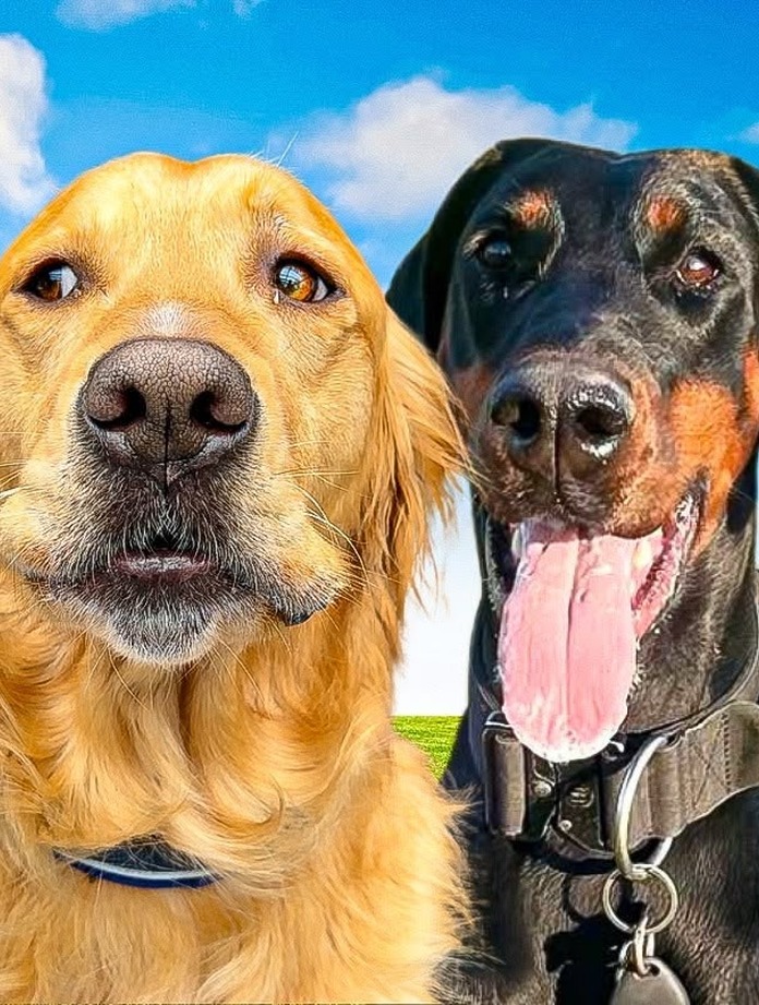 THE GOLDEN KOBE FAMILY