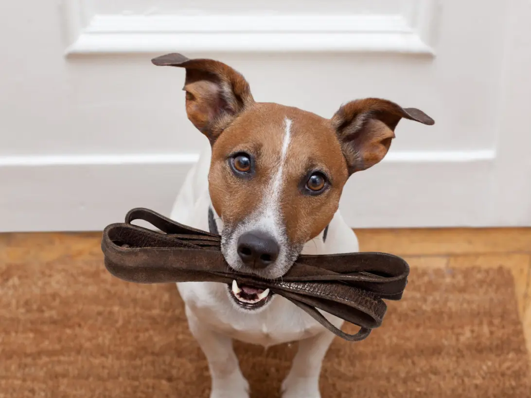 small dog holding a leash in its mouth