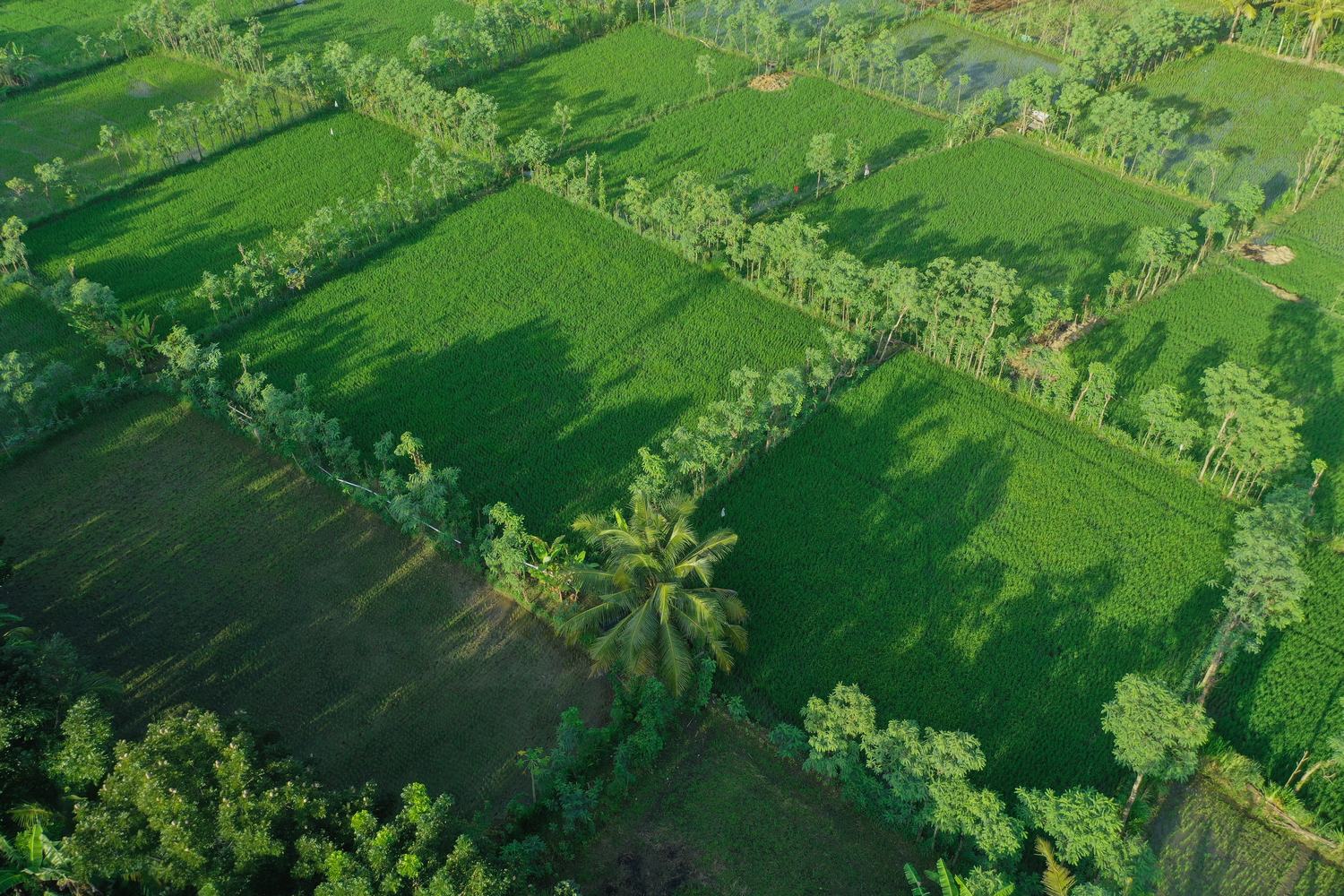 rice fields from the air