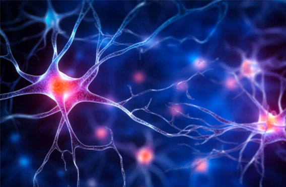 BDNF and neurotrophin signaling in the retina