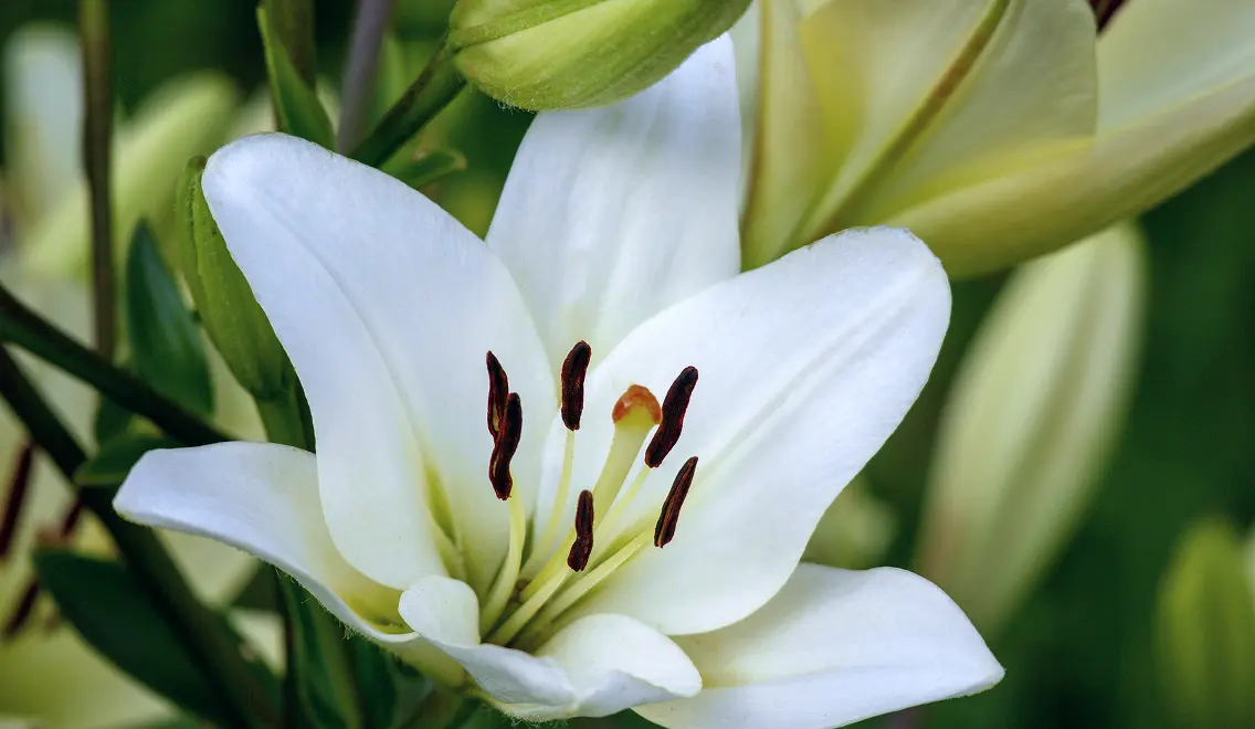Close-up of a white lily flower with visible dark brown stamens and green blurred background.
