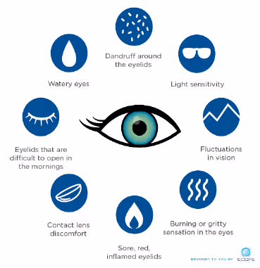 A diagram of the different types of eyes