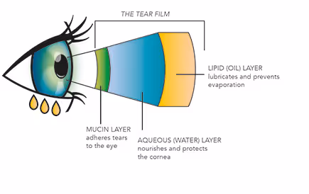 A diagram of the parts of a human eye