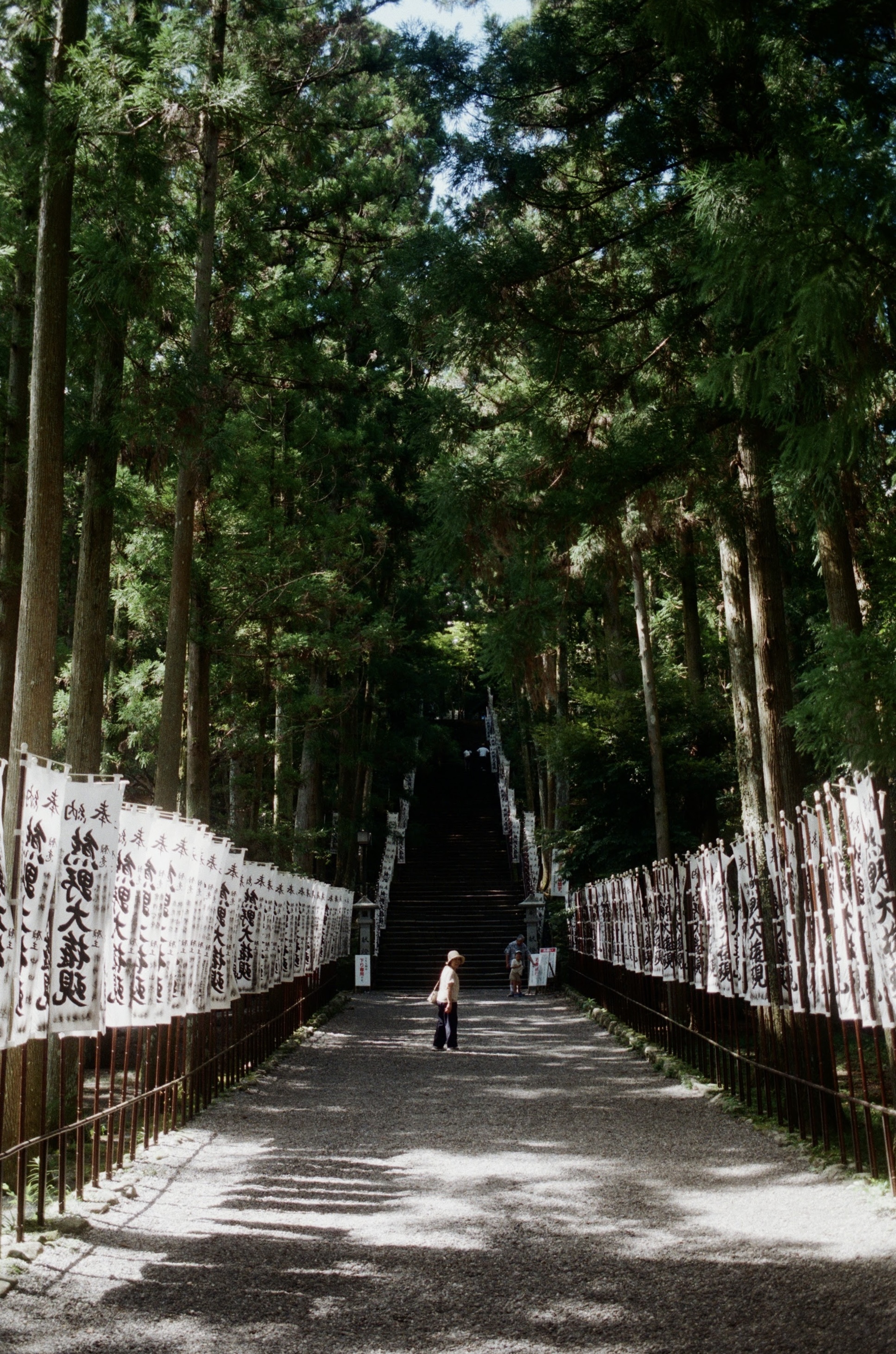 English: “Tanabe, Wakayama, Japan: a gravel shrine approach lined with tall cedar trees and white banners with Japanese calligraphy, leading up to steep stone steps.”

日本語： 「和歌山県田辺市：杉木立の参道の両脇に白い奉納旗が並び、奥の急な石段へと続いている。」