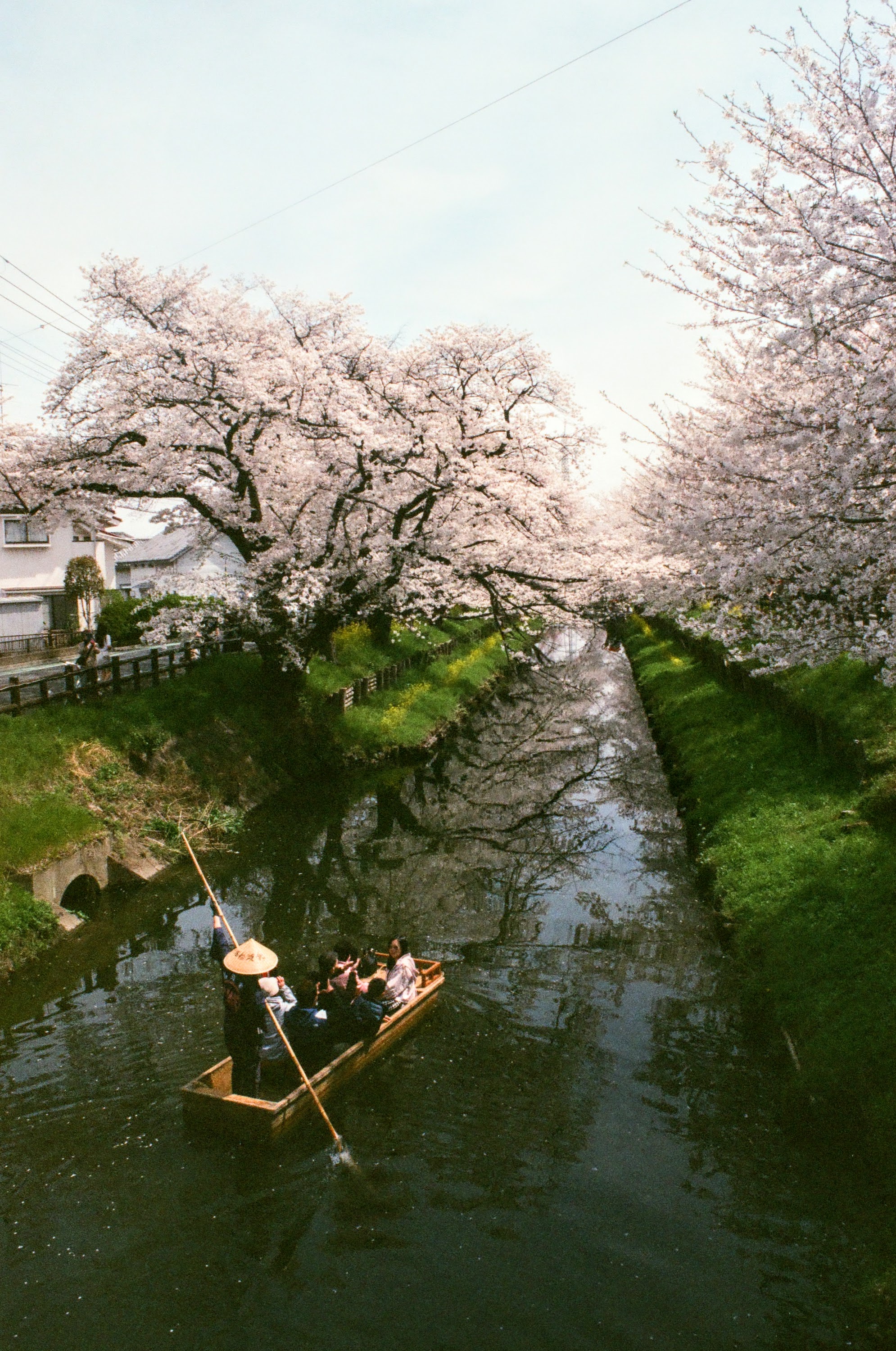 English: “Kawagoe, Saitama, Japan: a narrow canal lined with cherry blossoms in full bloom, with a small boat gliding beneath the pink canopy reflected in the water.”

日本語: 「埼玉県川越市：満開の桜が両岸を覆う水路を小舟が進み、水面に淡い花影が映っている。」