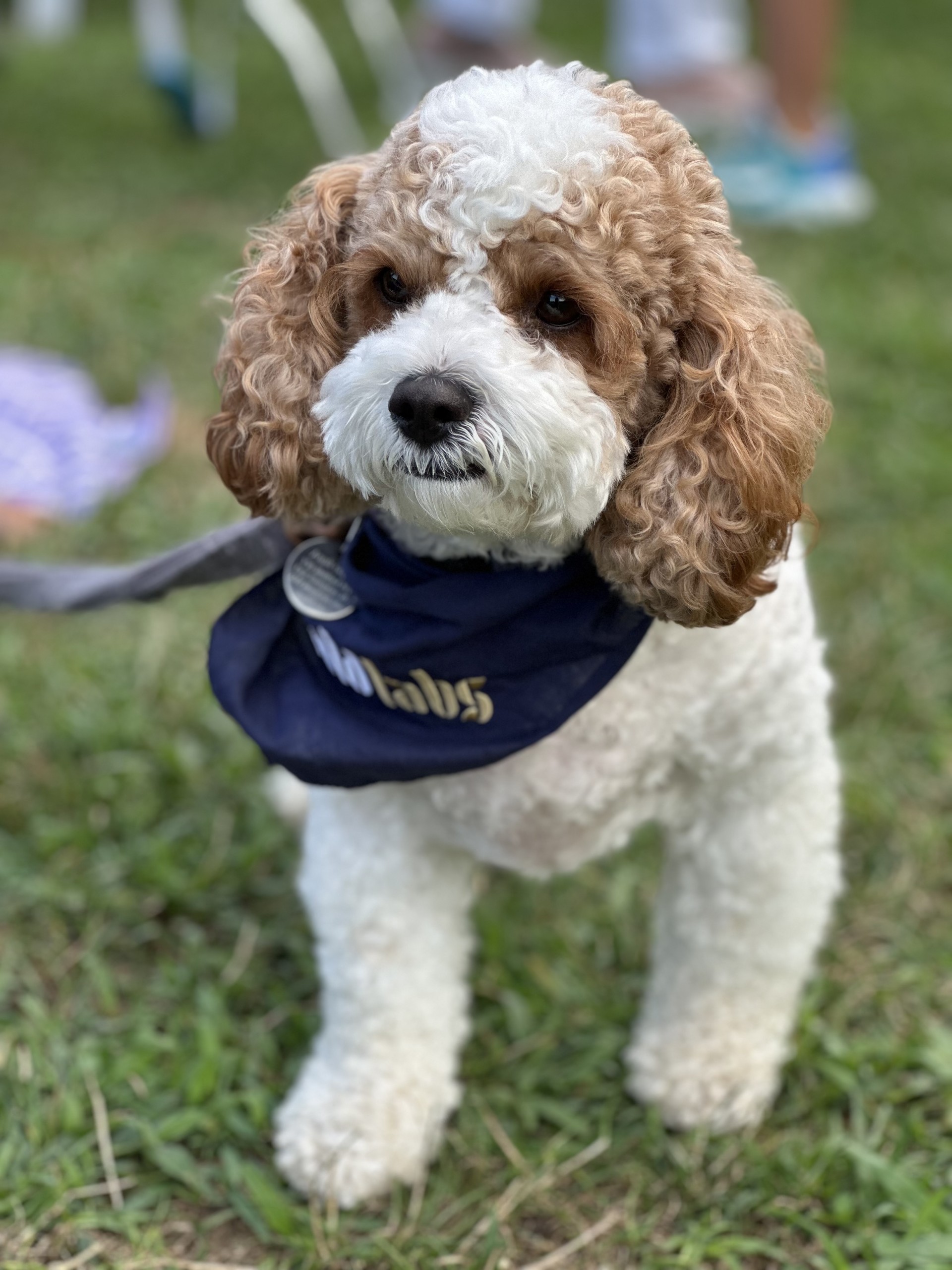 Dog at BuildLabs reflecting fun