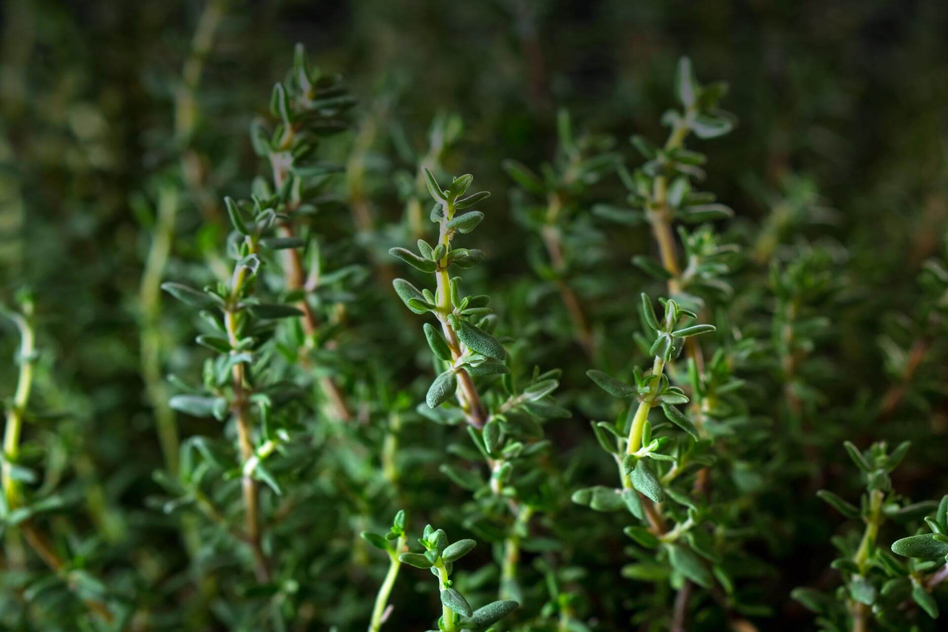 Para Cymene - Lab Effects Terpene Glossary