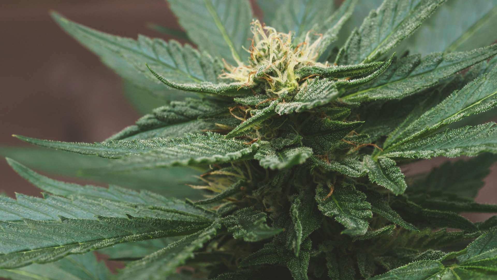 Blackberry Kush Terpenes