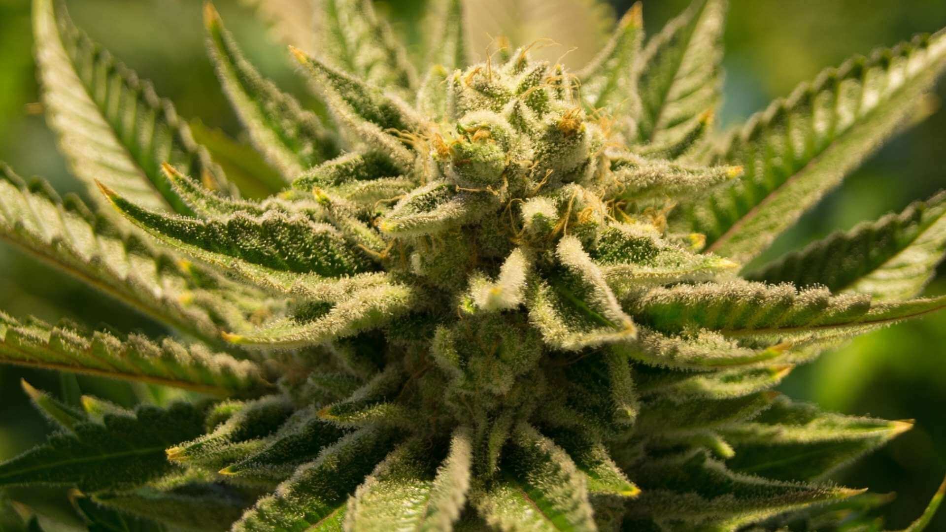 Afghan Terpenes